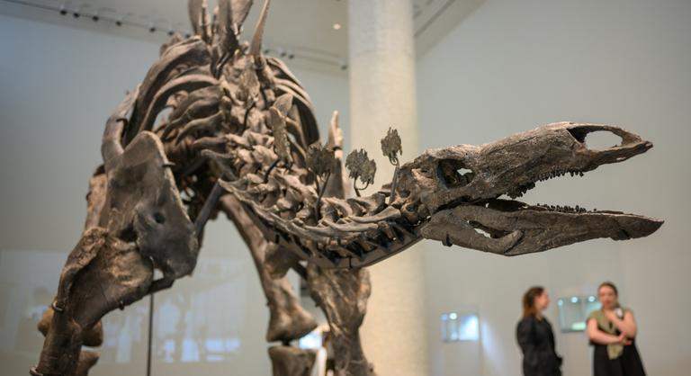 Elárverezik Apex, az artrózisos sztegoszaurusz csontvázát New Yorkban