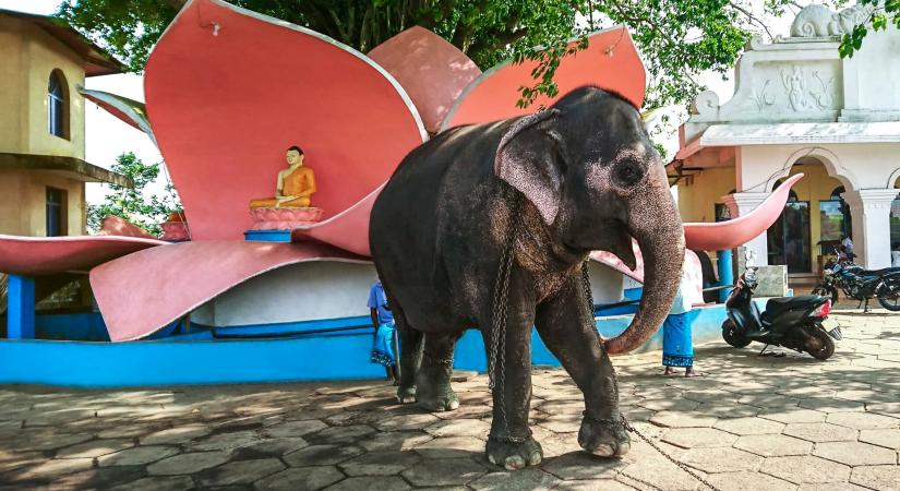 Katasztrófa a vallási szertartáson – egy megvadult elefánt számos embert megsebesített