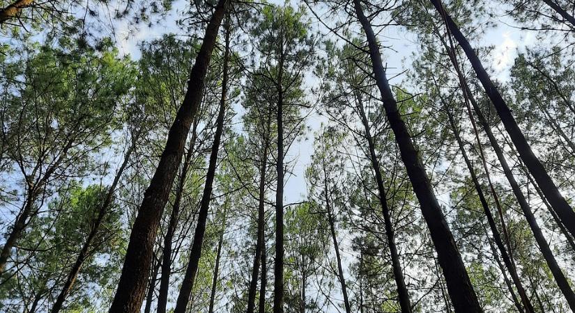 Indonézia teljesen feleslegesen írtja ki az erdőket