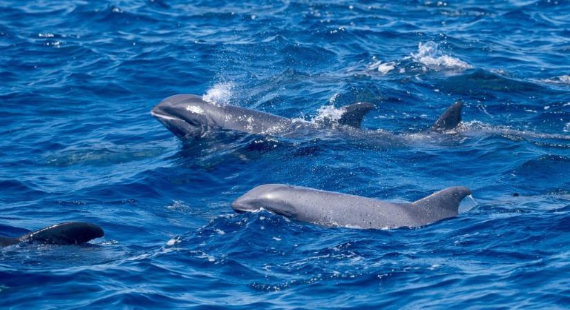 Több száz delfin vette körbe a férfi csónakját