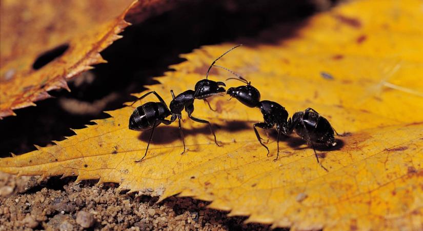A hangyák életmentő sebészeti beavatkozásokat hajtanak végre egymáson