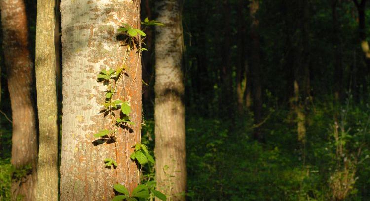 Közel 4 milliárd az erdőkárok megelőzésére