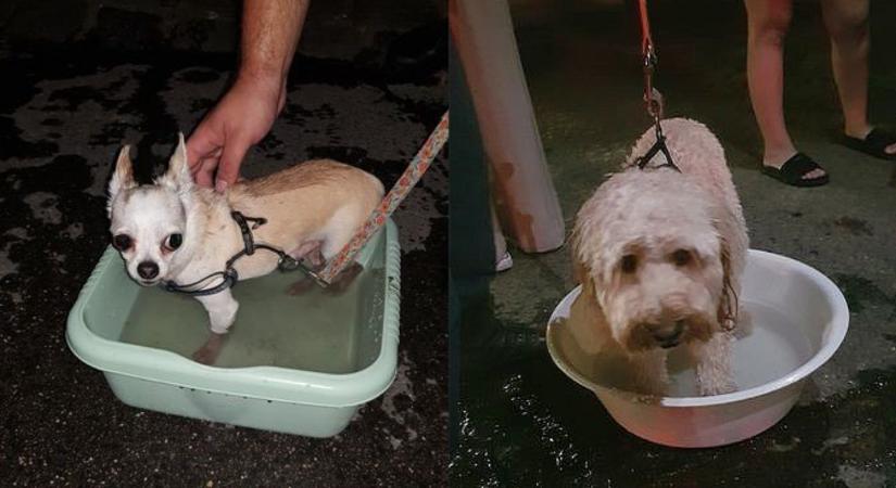 Állatorvos hagyta a kutyáit a felforrósodott autóban