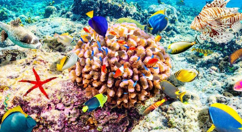 Így befolyásolja a klímaváltozás a korallzátonyok élővilágát
