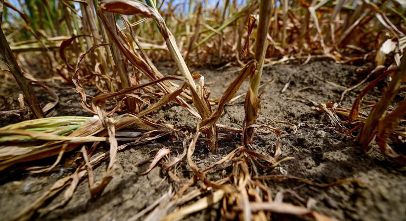 Csak a kukoricaföldeken már 240 milliárdos kárt okozott a szárazság