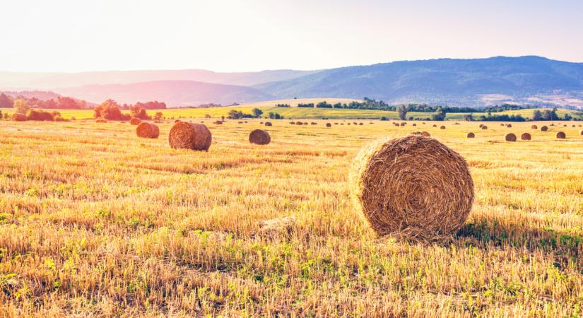 Zárul az aratás: jó hozamokat, de gyenge minőséget hozott 2024