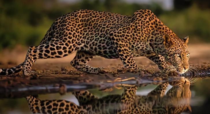 Képeken, ahogy egy nőstény vaddisznó szembeszáll egy leopárddal