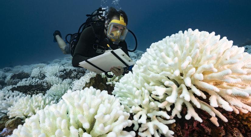 Mesterséges intelligenciával védené a Google a korallzátonyokat