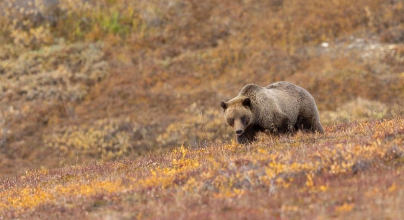 Szenzációs felvétel készült: rekordszámú bocsa született egy grizzly medvének - Videó