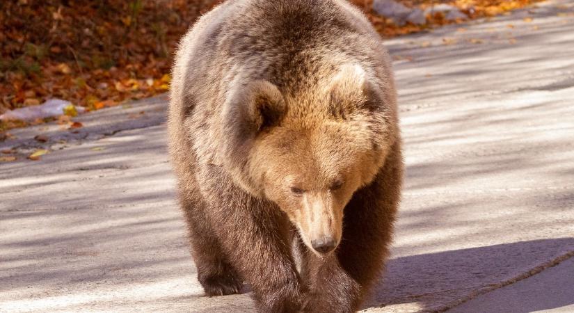 Medvét gázoltak el Kolozs megyében