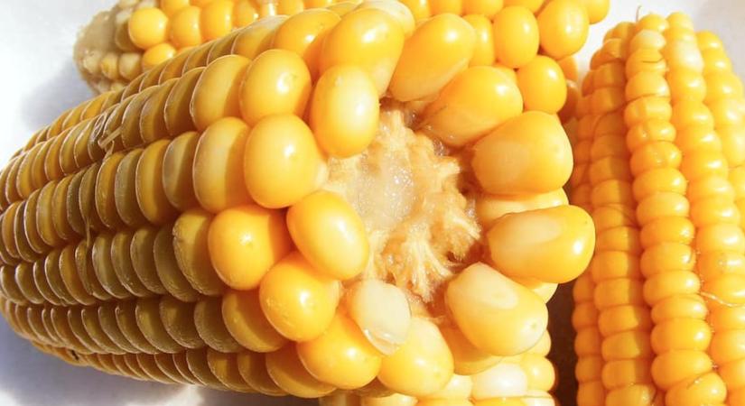 Kukoricaszezon: csak a szuperédes!