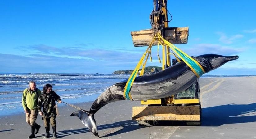 A világ legritkább bálnafajtájának a tetemére bukkantak Új-Zélandon