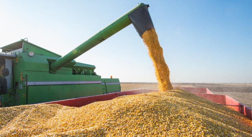 Döbbenetes, ami a kukoricával történik az USA-ban: fontos hírek érkeztek
