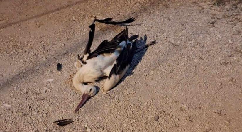Elpusztult az egyik gólya a Piac téri fészekből