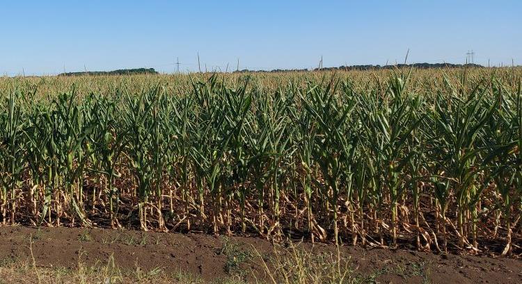Lejjebb korrigálták a magyar kukoricatermést