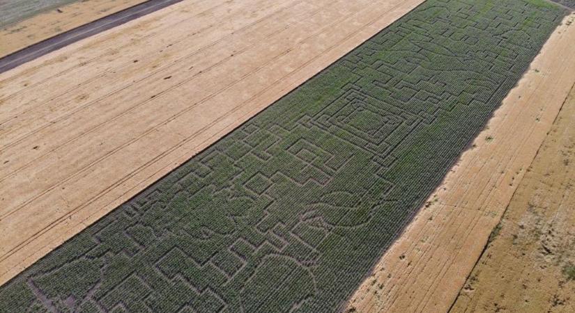 Hatalmas kukorica labirintus készült el Kiszombor mellett