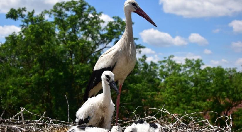 Kiskunsági Nemzeti Park: több mint 300 gólyafióka kapott gyűrűt a gólyavédelem jegyében