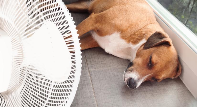 Így óvd meg kutyádat a hőgutától