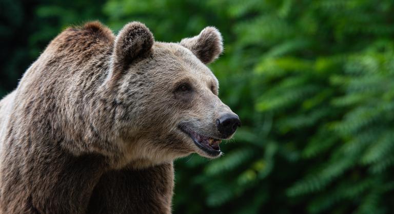 A medveállomány ritkításáról döntött a román parlament
