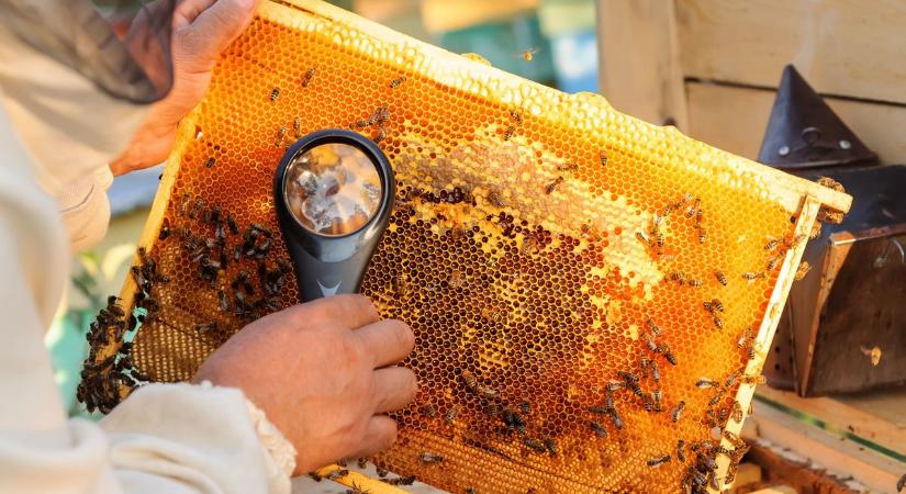 Méhek betegsége miatt rendeltek el községi zárlatot