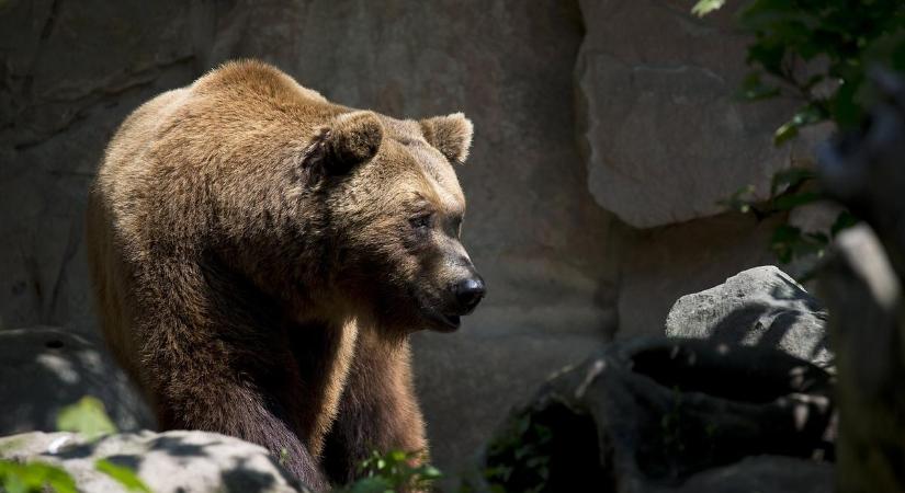 Döntött a román parlament – A medveállomány ritkításáról van szó