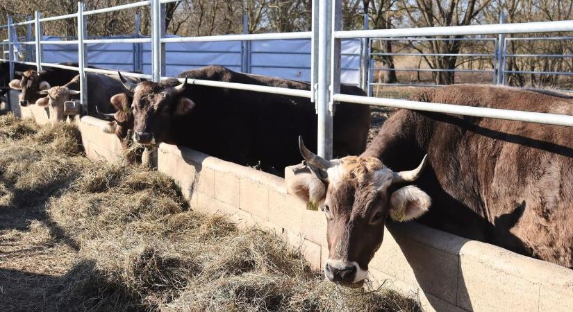 A teheneknek is segít a biodízel, de a söripar is dolgozik nekik