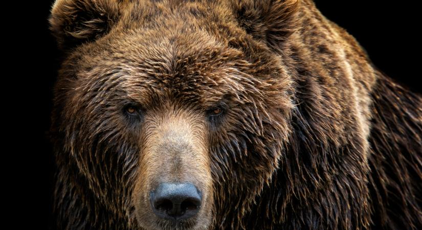 Rendkívüli ülésen döntöttek a romániai medveállomány ritkításáról