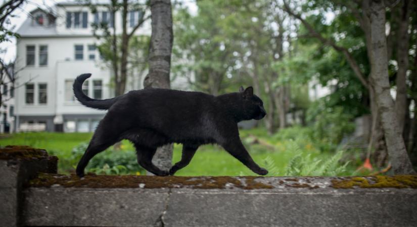 Fekete macskás babonák a világ körül