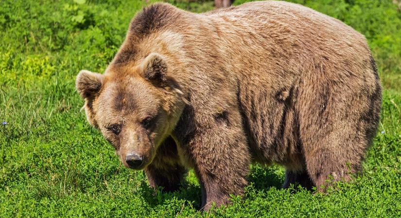 Rendkívüli ülésen döntött a román képviselőház a medveállomány ritkításának kvótáiról