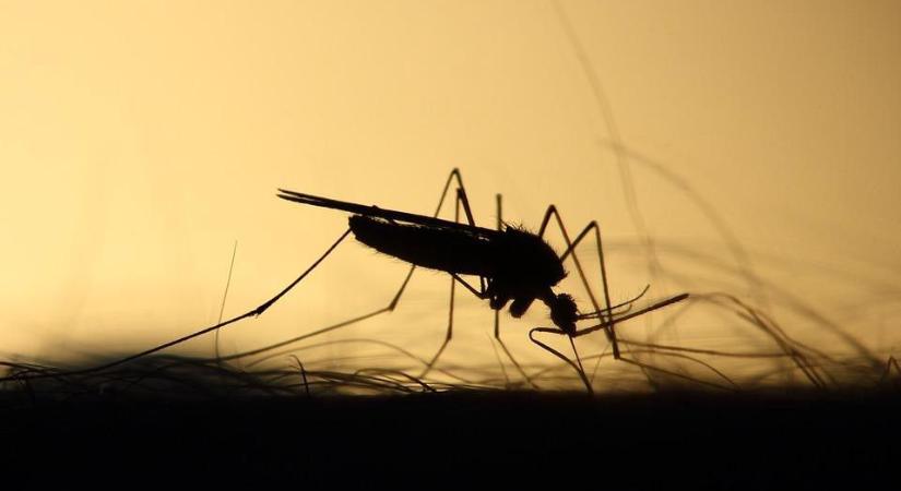 A kánikulában másképp viselkednek a szúnyogok