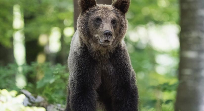 Románia is szigorít a medvetámadások megelőzése érdekében