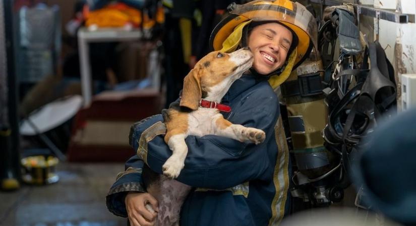 Kutyát és macskát is mentettek a baranyai tűzoltók a hétvégén