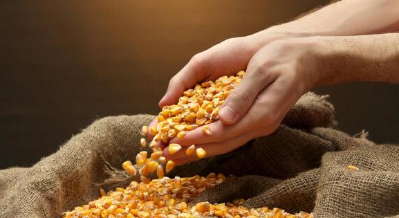 Jöhet a génmódosított kukorica, érik a GMO-csörte a magyar elnökség alatt