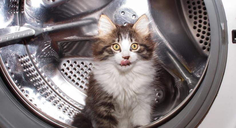 A legfurcsább macskaszokások: a mosógépes kaland