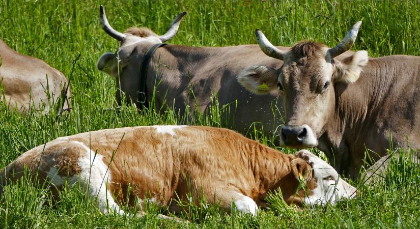 Nyári hőség: kihívásokkal teli időszak az állattenyésztőknek