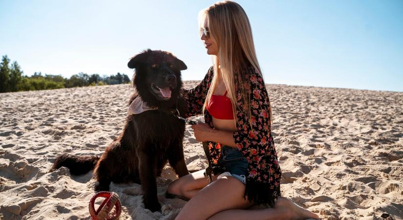 Mit vigyünk magunkkal a nyaralásra kutyánkkal? – Állatorvosi tanácsok