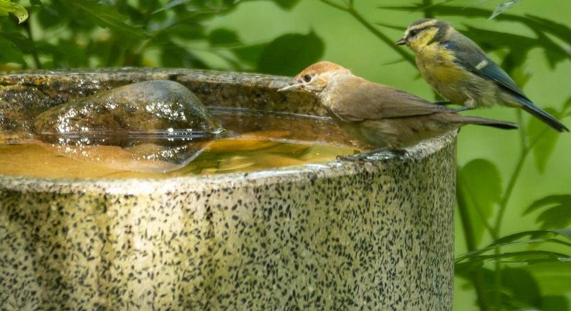 Miért fontos a téli-nyári madáritató és -fürdető?