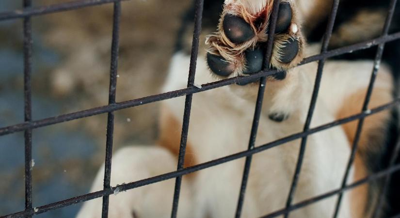 8 kiskutyát dobtak be a Halasi Állatotthon kerítésén, sokkos állapotban találtak rá a csontsovány vizslákra