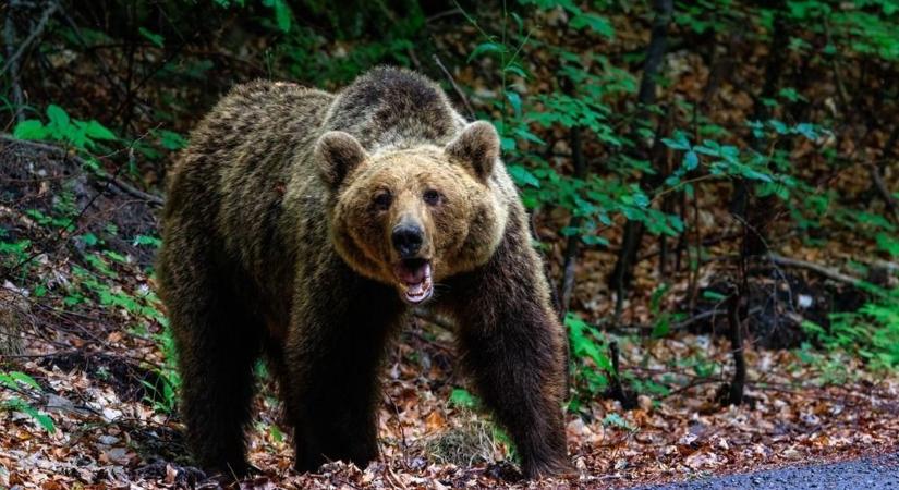 Most Olaszországban támadt emberre egy medve
