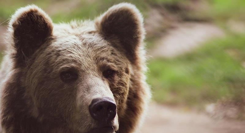 Turistára támadt a medve Olaszországban