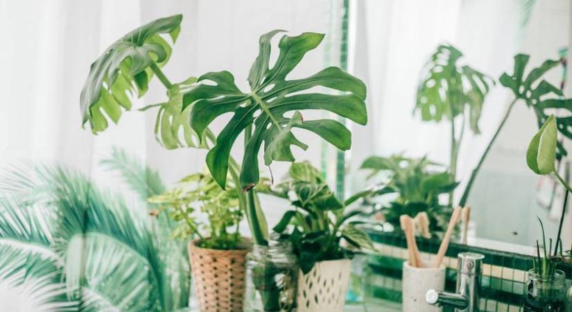 8 növény, ami vígan elél a fürdőszobában - Oázishangulatot varázsolnak