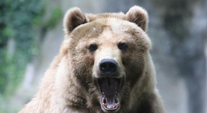 Már több embert megtámadtak a medvék Szlovákiában