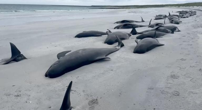 Az elmúlt száz év legnagyobb partra vetődése volt Skóciánál, 77 delfin pusztult el
