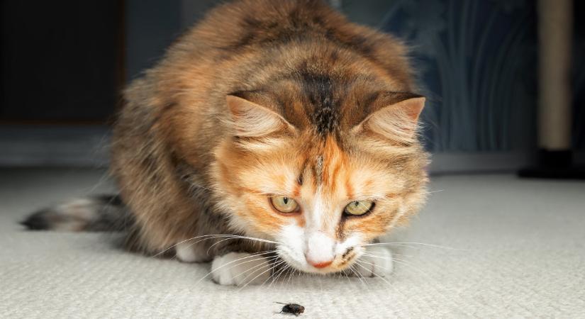 Veszélyes lehet, ha bogarat eszik a macska?