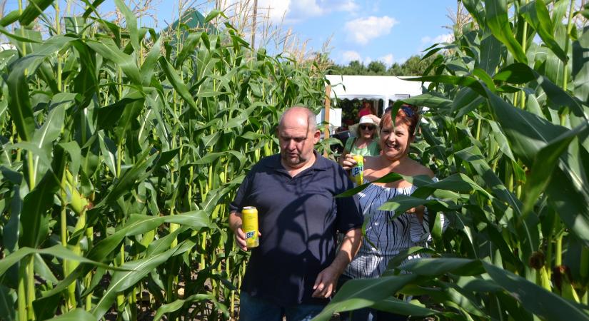 A hétvégén programokat is szerveznek a kiszombori kukorica-útvesztőben
