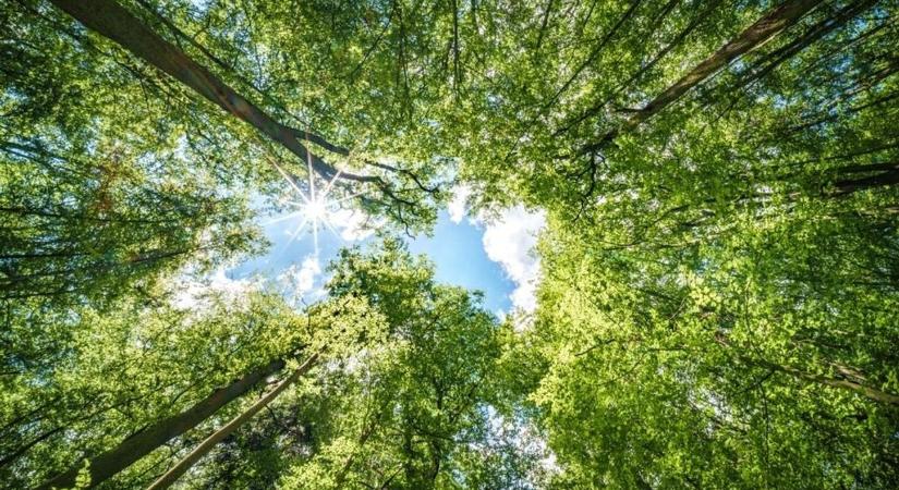 Az éghajlatváltozás beviszi az emberiséget az erdőbe