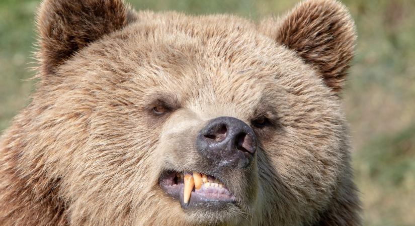Megölt egy lányt egy romániai medve, rendkívüli ülésen döntött a kormány a medvevadászati kvótákról