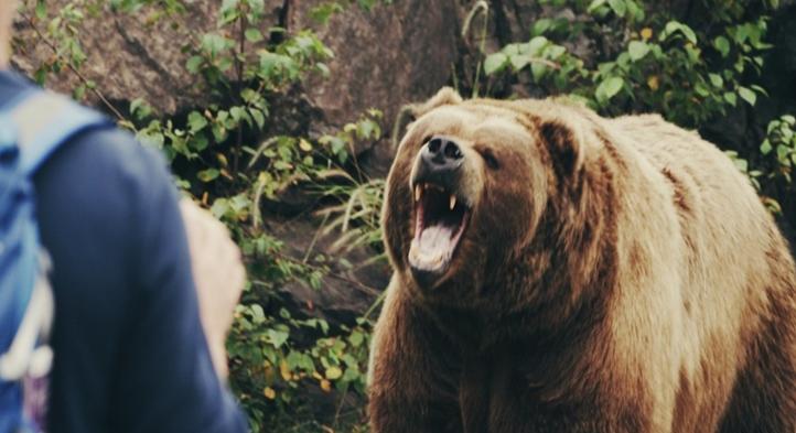 Erdőben sétált a turista, amikor váratlanul medve támadt rá Olaszországban