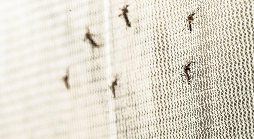 Zalát is érinti a szúnyoggyérítés