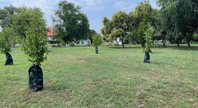 Zsákokkal védik a fákat Tiszafüreden a hőségtől